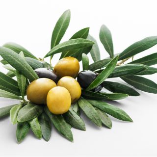 Olive Leaf extract